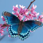 Flutterby
